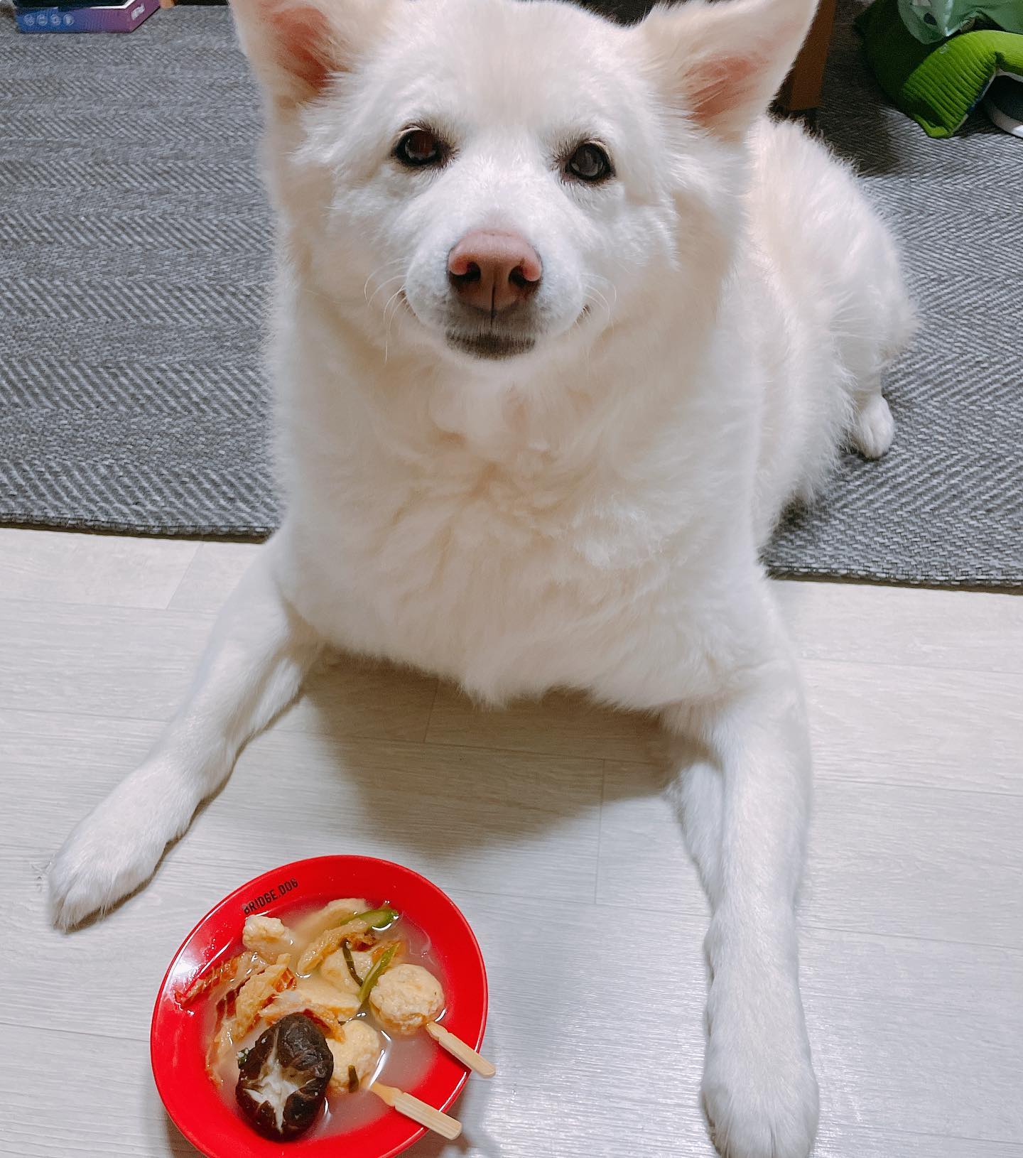 syoun_hee 콩비지맘이 만들어준 강아지 수제간식 오뎅탕🍢🍥

간식 먹기도전에 저 흐뭇한 미소는 뭘까요😏

어묵이 기호성 최고👍🏻 북어도 잘먹고, 표고버섯도 안먹을줄 알았는데 잘먹더라구용😂 너.... 굶었니?!?

오뎅탕 꼭 배우러 가야겠어요🐕 오뎅탕 맛집!!🍢

보리 먹는것만 봐도 엄마는 배불러😘

#콩비지네강아지수제간식 #강아지수제간식 #멍스타그램 #도그스타그램 #댕댕이그램 #🐶 #🐕 #오뎅탕배우기🍢