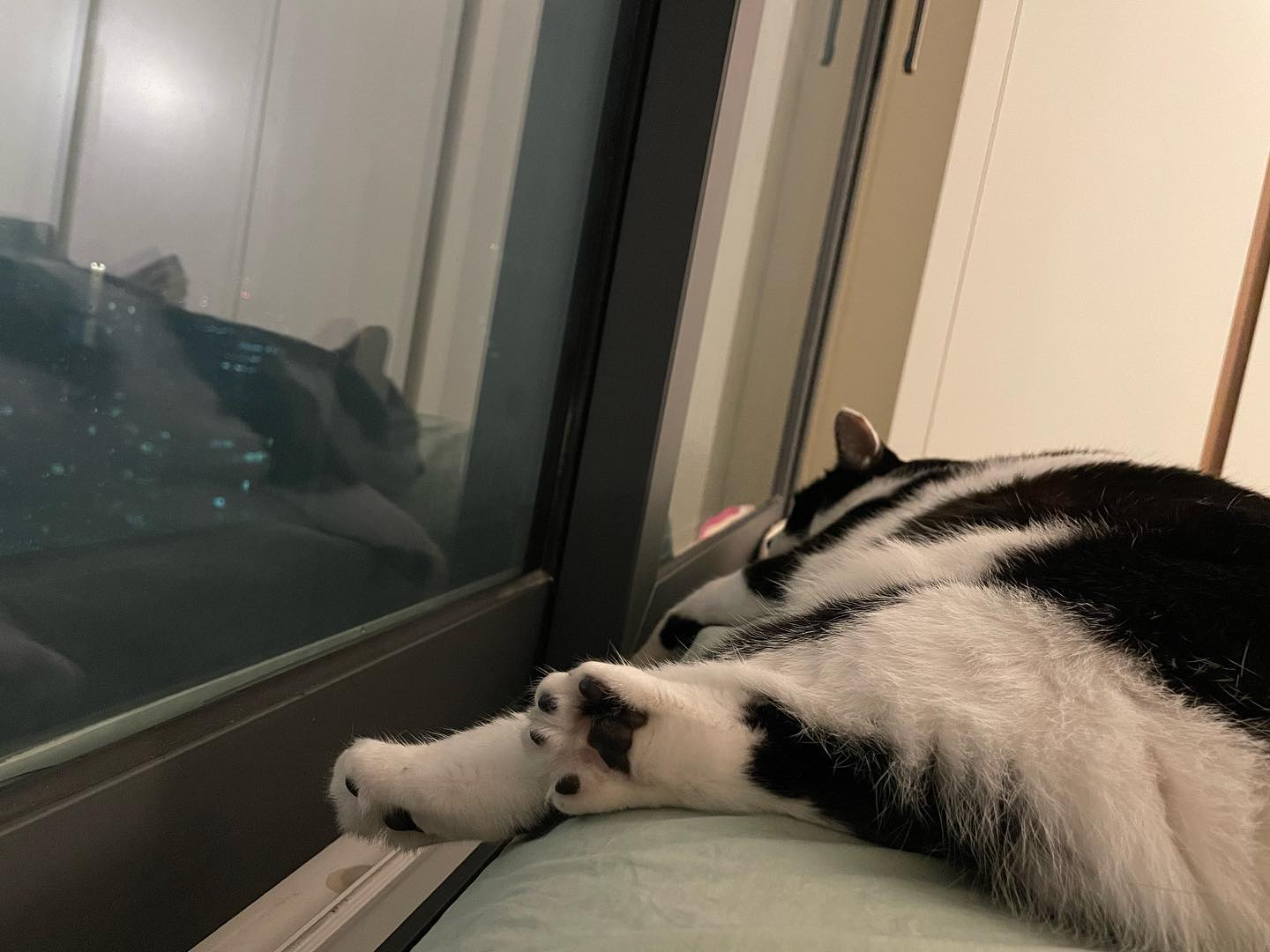 귀여운 탈젤리🐾🌝