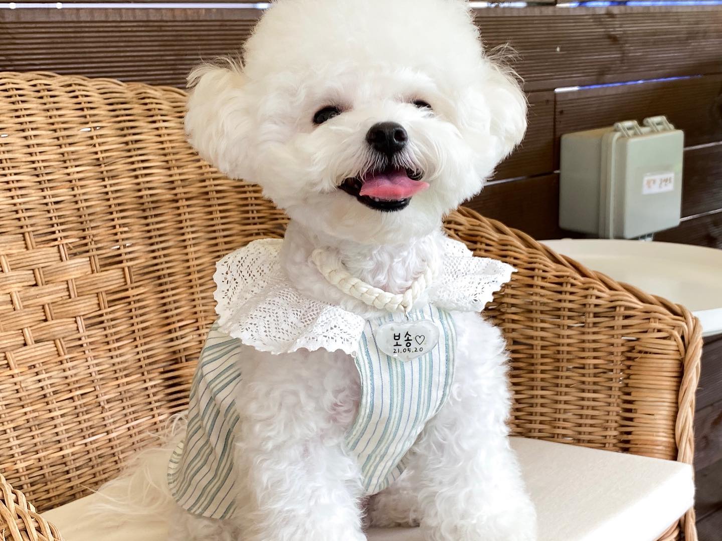 “오늘도 웃는 표정의 우리예뿌니🪞✨ 왜 이러케 오밀조밀 예쁘장하게 생긴고얌 부럽겡🥺🤍 ▫️보송이 목걸이 🏷 @uhddyuhddy_official”