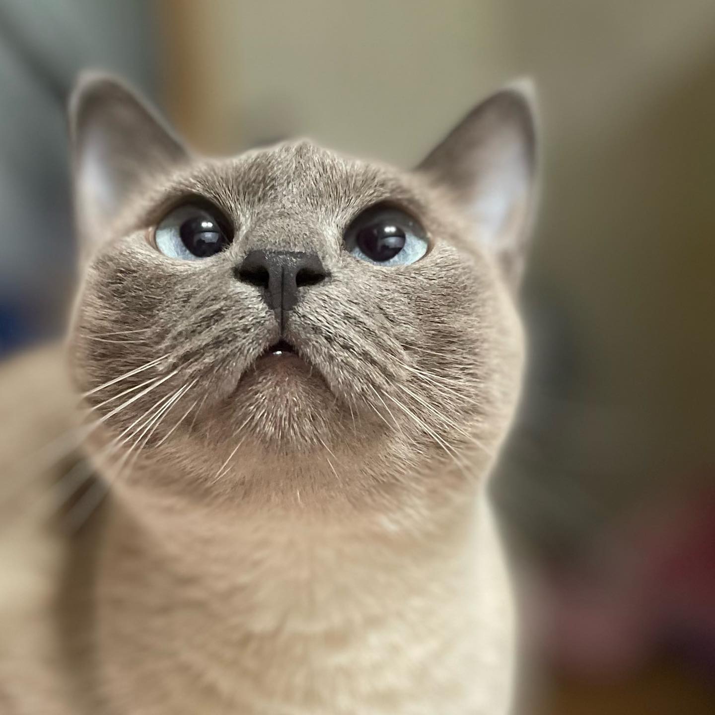#샴 #siamese 
귀여운 다꿍 〰🤎🫧