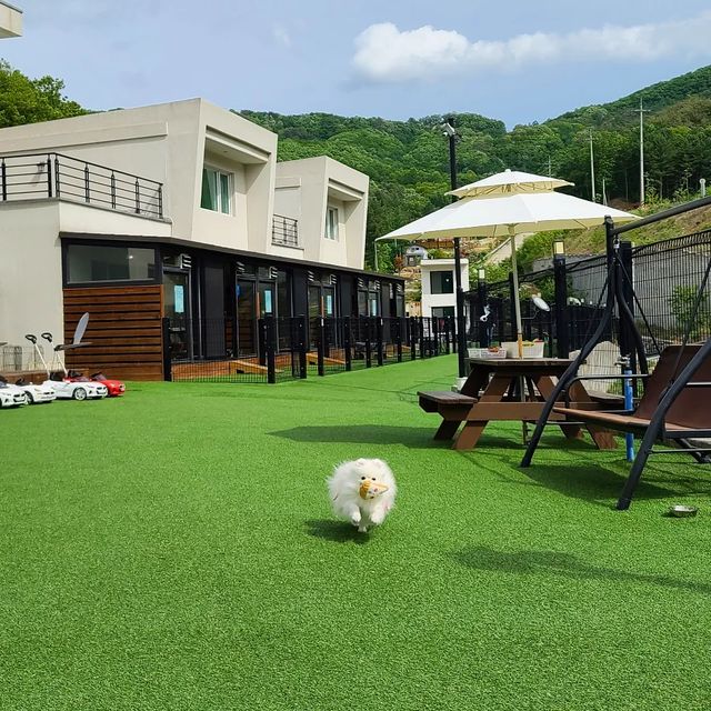 💜쉐리💜 on Instagram: "엄청 엄청 신이 나서 행복한 쉐리와의 여행 💕 세상 신나게 뛰어다니는 꼬꼬마 #포메쉐리 #니가행복하면나도행복해 #홍천여행 #펫티움 #댕글벅적 #펫캉스"