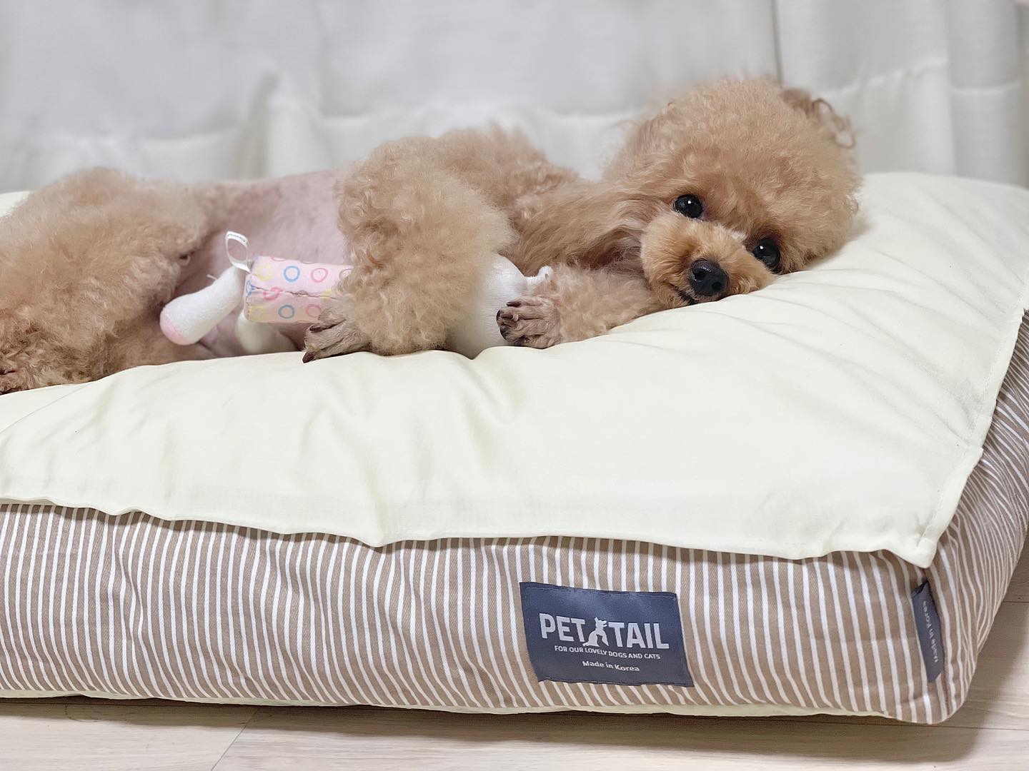 ⋆ᴾᴱᵀᵀᴬᴵᴸᴷᴼᴿᴱᴬ⋆#협찬
#풍기인견#쿨방석
이건 진짜 써봐야댐..
자연섬유천이 진짜 획기적이닷😱

오염이나 스크래치,소음이 진짜 적음!
솜도 빵빵하니 푹신푹신 마약방석!!

L사이즈가 뽀글이한테 
큰가했지만 nono🙅🏻‍♀️
대자로 뻗어자기에 넉넉하니 안성맞춤
집에도 잘 안들어가고 
방석불리불안 생김🫢

올여름 너만 믿을겡🫶🏻

｡ﾟﾟ･｡･ﾟﾟ｡
ﾟ。 pettailkorea 
　ﾟ･｡･

#펫테일#펫테일코리아#강아지방석#강아지쿨방석#쿨방석#대형견방석#강아지쿠션#강아지침대#푸들#반려견#강아지#댕댕이#뽀글이#petdog#댕팔#멍팔#泰迪