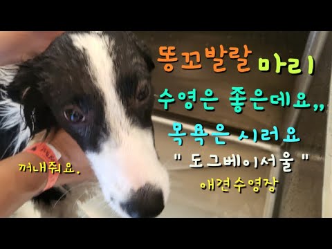 똥꼬발랄 보더콜리 마리 일상 | [도그베이 서울] 수영은 좋은데요,, 목욕은 시러요 | 애견 수영장, 도그베이, 강아지 데리고 가볼만한 곳