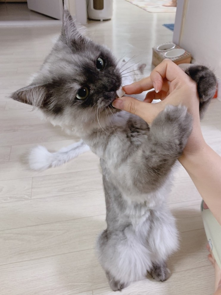 강아지고양이쇼핑몰 찰스빌리지에서 간식 사기!