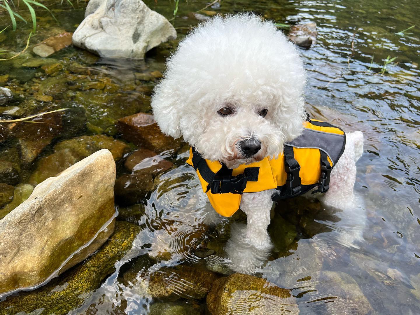 처음 수영하는데 잘하는 나!!
💦💙
.
.

#비숑프리제 #멍스타그램 #반려견 #dog #일상 #개스타그램 #댕댕이#dogstagram #펫스타그램 #pet #견스타그램 #강아지그램#독스타그램 #instadog #멍멍스타그램 #petstagram #좋아요 #❤️ #밀크점장#계곡 #물놀이 #수영