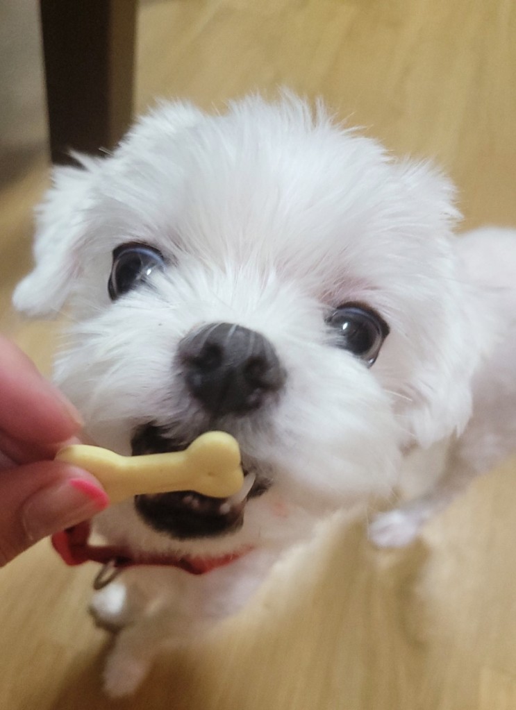 [review] 반려동물 영양제 금쪽같은댕냥이