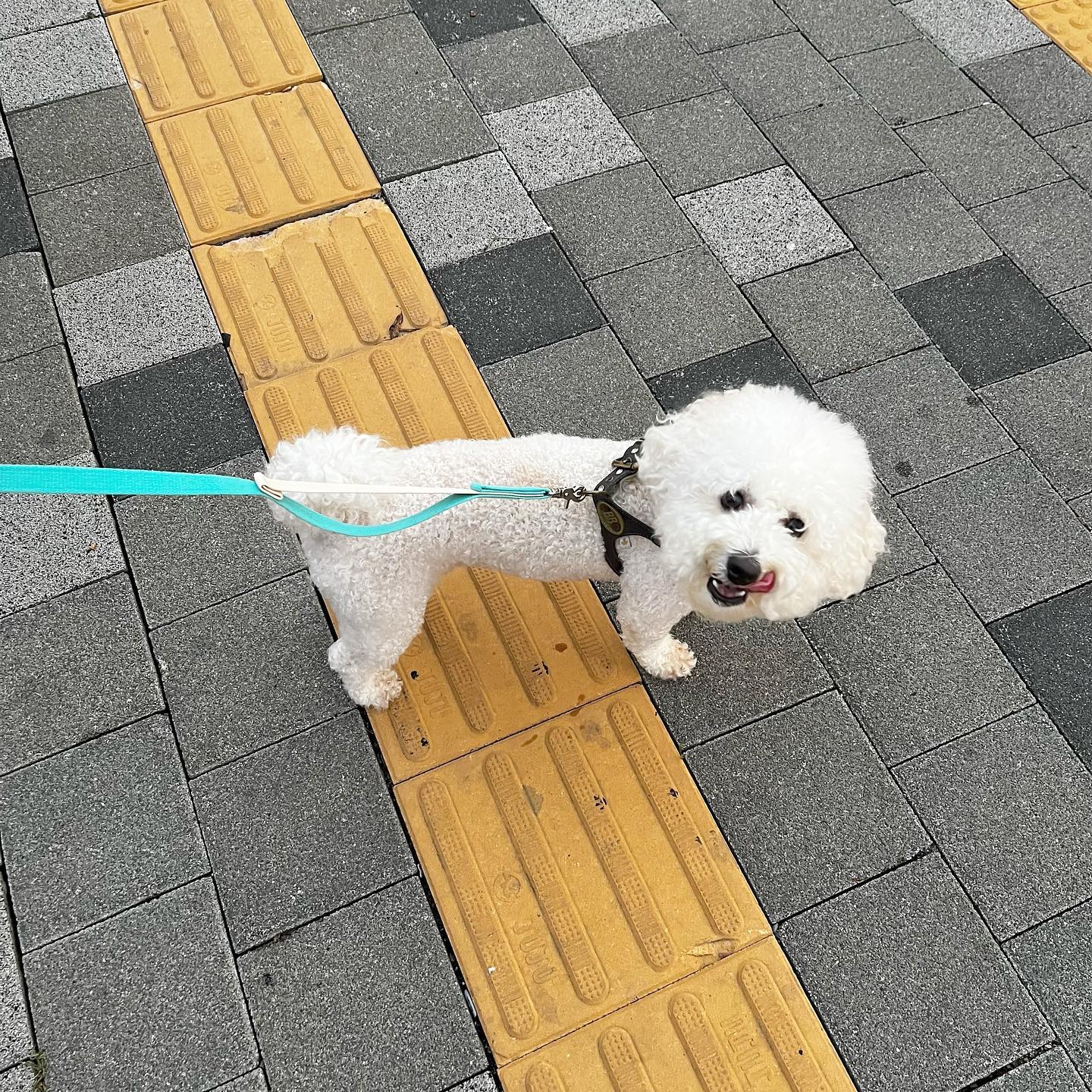 #협찬

유봉랜드에 유봉펫 밴드 리드줄이 찾아왔어요 😋
신나는 산책을 유봉이와 즐겨요