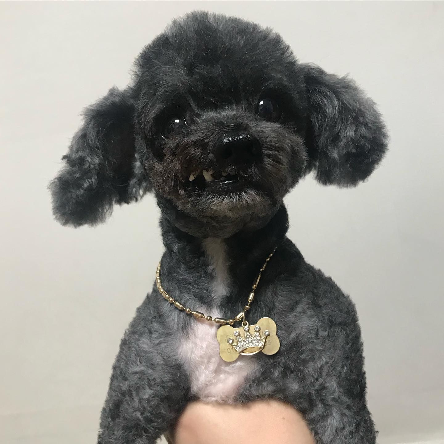 울애깅🐶
