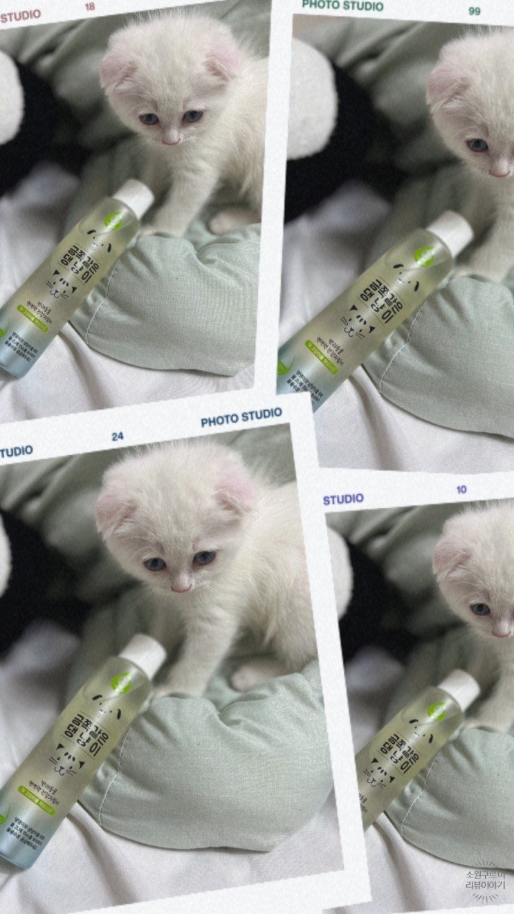 고양이영양제 편하게 줄 수 있는 댕냥이 제품 후기