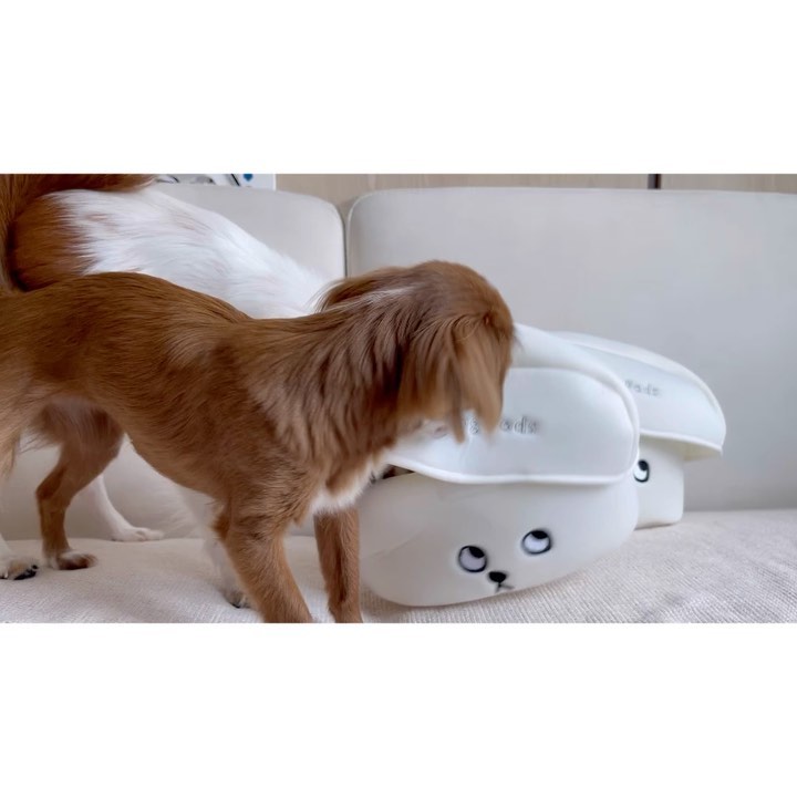 🐶짜장 치즈 막내🐶’s Instagram photo: “안녕 친구들!! 요즘 짜장이의 최애 장난감을 알려주려구🤩 바로바로 눈치상회의 ‘개어팟’ 이얏 생긴것도 에어팟 같아서 귀여운데 크기는 왕크당