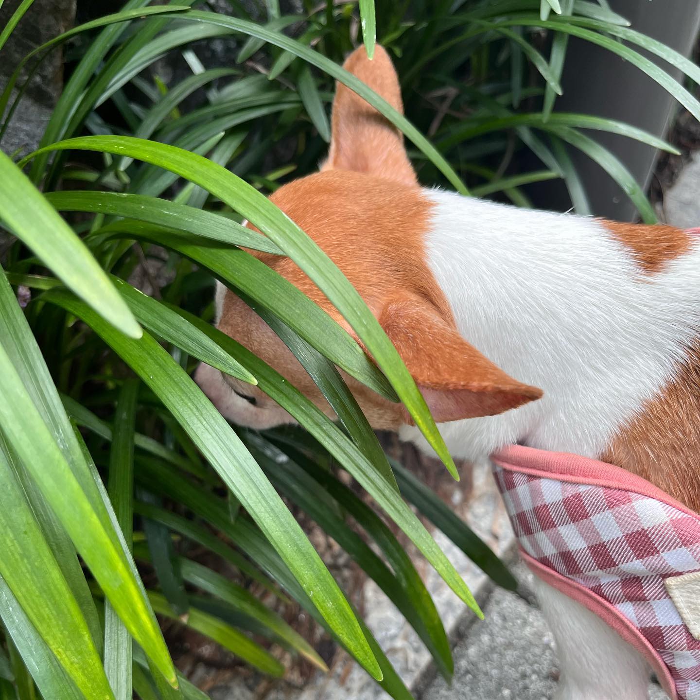 사랑행 재롱둥이 💗

한바탕 물폭탄이 지나간후
잠잠한 하루의 산책 🐶