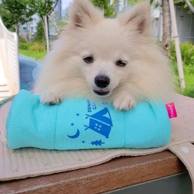찐빵🐶 견플루언서 on Instagram: "#협찬 더위때매 힘든 칭구들 모여모여라🙌 시원한 쿨원단으로 따로 물을 적시지않아도 엄청난 시원함이 느껴지는‼️ ▶️땅콩이의 보물창고 "아이스 쿨보