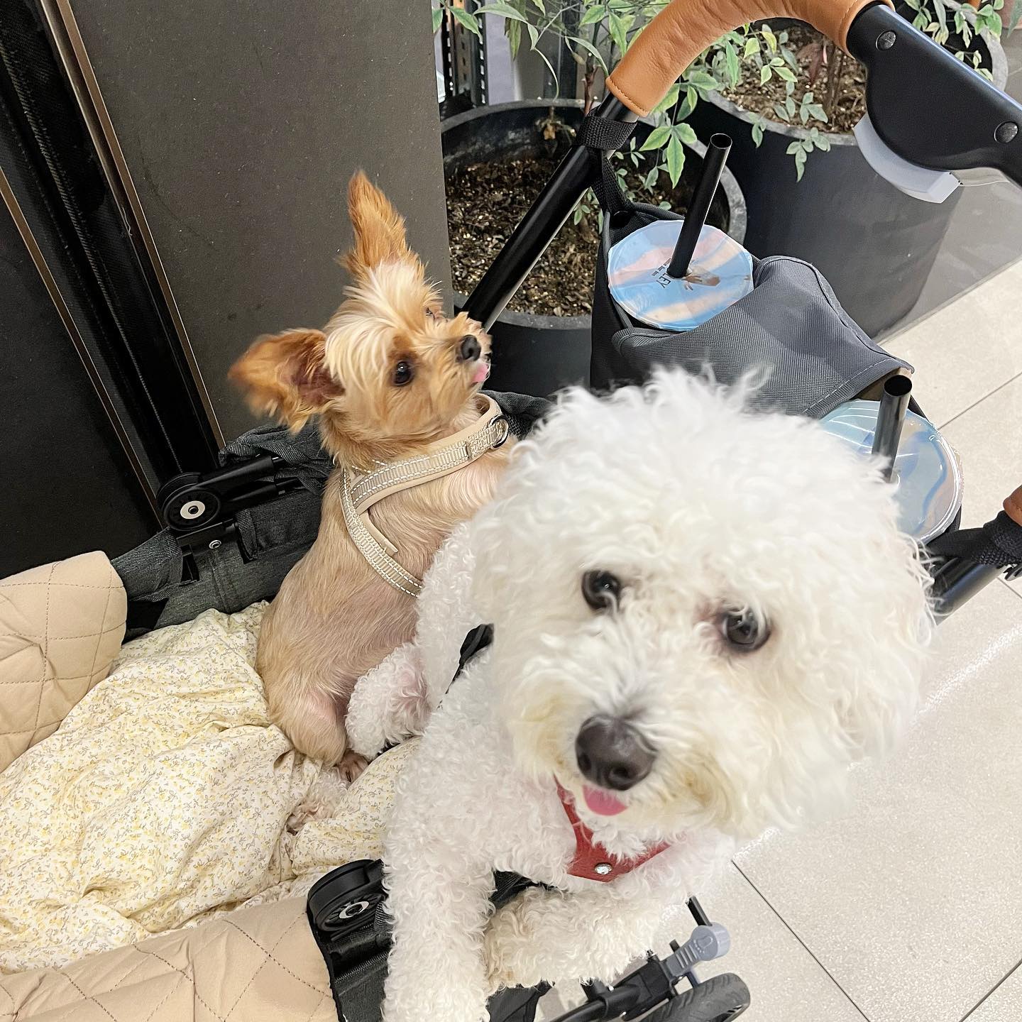 일주일 동안 잘 지내봐요
유리씨 🐶🥰😍