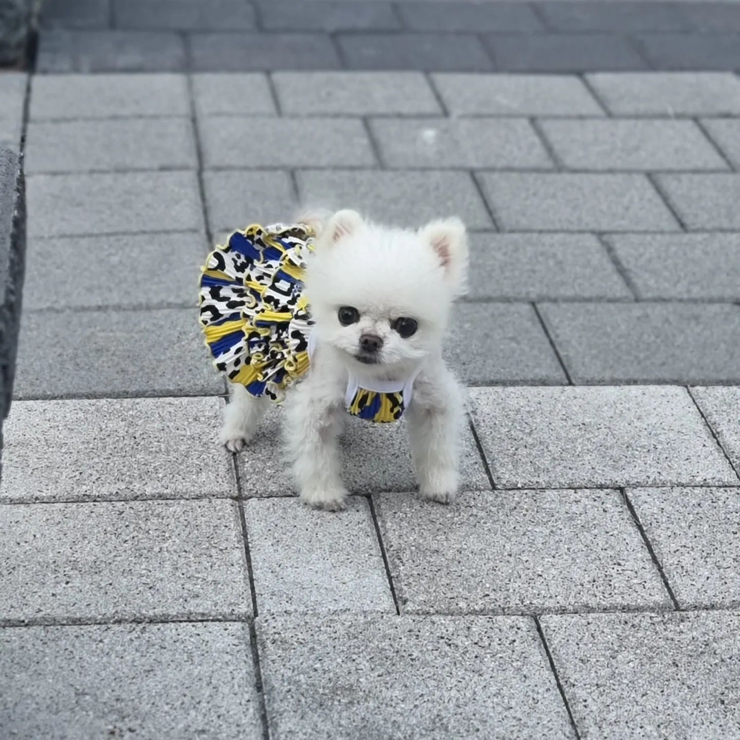 엄마가 앉으면
솝이는 눕습니다🐶