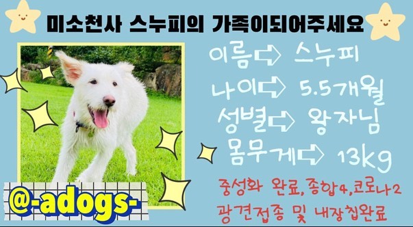 🍀스누피 입양홍보🍀

➡️이름:스누피
➡️입양문의 _adogs_ 
➡️5.5개월
➡️남아,중성화완료
➡️종합4,코로나2 
사상충,광견접종 및 내장칩완료 
➡️13kg자이언트 베베💕
➡️간혹 너무 기뻐 희뇨를 살짝 하긴 하지만
배변패드 실내배변100% 야외 대변을 주로 즐기나 실내에서도 곧 잘 대변하기 시작
➡️먼 거리 이동 차멀미 조금 있음
➡️사람,작거나 익숙한 강아지들을 매우 좋아함
놀아달라 장난칠때 빼고는 짖음이 없음
➡️처음 경험해보는 공간 사물에 두려움이 있으나 도전정신이 강함 환경적응 능력이 뛰어나 금방 적응함
➡️앉아,엎드려,산책시 다리 옆에 붙어,다리사이로 걸어 기다려 가능,줄당김 없음,산책매너 좋음👻👻
➡️소리둔감화 훈련과 산책교육중 입니다

체구가 있는 아이들을 입양할땐
더욱더 신중하게 생각해주세요🙏🏻🙏🏻

#어독스 #유기견 #세상에서하나뿐인 #믹스견 #유기견입양홍보 #유기견입양 #유기견보호소 #김제보호소 #사지말고입양해주세요 #퍼피교육 #시고르자브종 #아기염소 #스누피 #dog #puppy #doglifg #부산 #해운대 #퍼피트레이닝 #반려견예절교육 #사랑받으며 #잘자라기만해다오