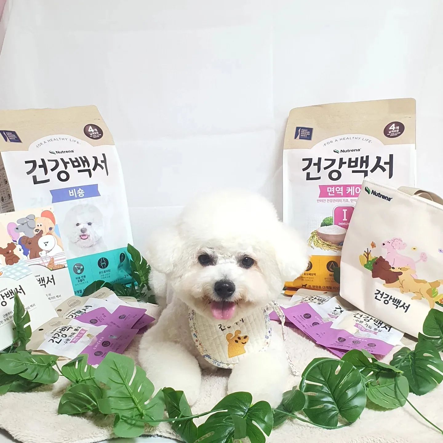 #협찬 #제품제공 #건강백서 #댕댕박사

구름이가 건강백서 댕댕박사로 돌아왔어!🎉
구름이가 한 달간 체험해 볼 제품을 소개할게❤️
🌸 건강백서 비숑 사료 
 (요로결석케어, 가수분해, 보리지오일, 오메가3, 루테인, 콘드로이틴)
🌸 건강백서 면역케어 사료
 ( XPC 효모 배양액, 가수분해 연어, 장건강, MOS, 비타민E)
🌸 수분 가득 통살 간식
 (국내산 닭, 베타글루칸, 타우린)
🌸 보냉백 & 스카프빕

☁️다들 알고 있지? 구름이는 아주 자잘한 결석이 남아있어서 꾸준히 케어중이고 앞으로도 계속 케어해야돼🥺

그러다가 비숑 맞춤 사료에 '요로결석케어' 키워드를 보고 이거다!! 했어☺️ 
또 음수량을 매번 가득 채워줘야하는 구름이에게 '수분가득통살' 간식은 아주 좋을 것 같더라구👍

뿐만아니라 비숑사료에는 가수분해닭 단백질,보리지 오일, 오메가3, 가수분해 연어,콘드로이틴, 루테인까지‼️
❤️ 딱 비숑 친구들이 먹으면 좋은 견종 맞춤 사료야 ❤️

뭐든 잘먹는 우리 구름이지만 그래도 사료는 조금 가릴 때가 있는데 우와 이건 밥 그릇에 담을 때 부터 빨리 달라고 재촉하더니 오도독 오도독 냠냠 순식간에 다 먹어버렸어😆 

✈️여행가서는 낯선 곳이라 잘 안먹을 것 같아서 통살 토핑도 해줬는데 사료 먼저 먹고 통살까지 완밥했지롱🤭

🍀2주정도 급여해보고 느낀점
🌱 우선 변상태가 너무 좋아! 세상에나 이렇게 잘 
  싼다구?☺️ 아주 만족스러워👍
🌱 사료는 500g씩 개별 지퍼백 포장이 되어있어서 
  위생적이고 여행갈 때 소분 할 필요없이 간편해👍
🌱 수분가득통살 간식은 보관도 급여도 아주 간편해👍
🌱 귀여운 보냉백 덕분에 여행 내내 구름이 
  간식+사료는 걱정없었어👍

☁️앞으로 남은 기간동안 비숑 + 면역케어 사료를 섞어 급여해볼 생각이야! 다들 다음 후기도 기대해죠!🥰

#카길 #건강백서 #댕댕박사 #건강백서사료 #건강백서간식 #건강백서통살간식 #강아지사료 #강아지사료추천 #강아지간식 #강아지간식추천 #강아지면역 #강아지결석 #강아지결석케어 #강아지피모 #강아지먹방
#제주에서도건강백서 #구름이의갓생만들기