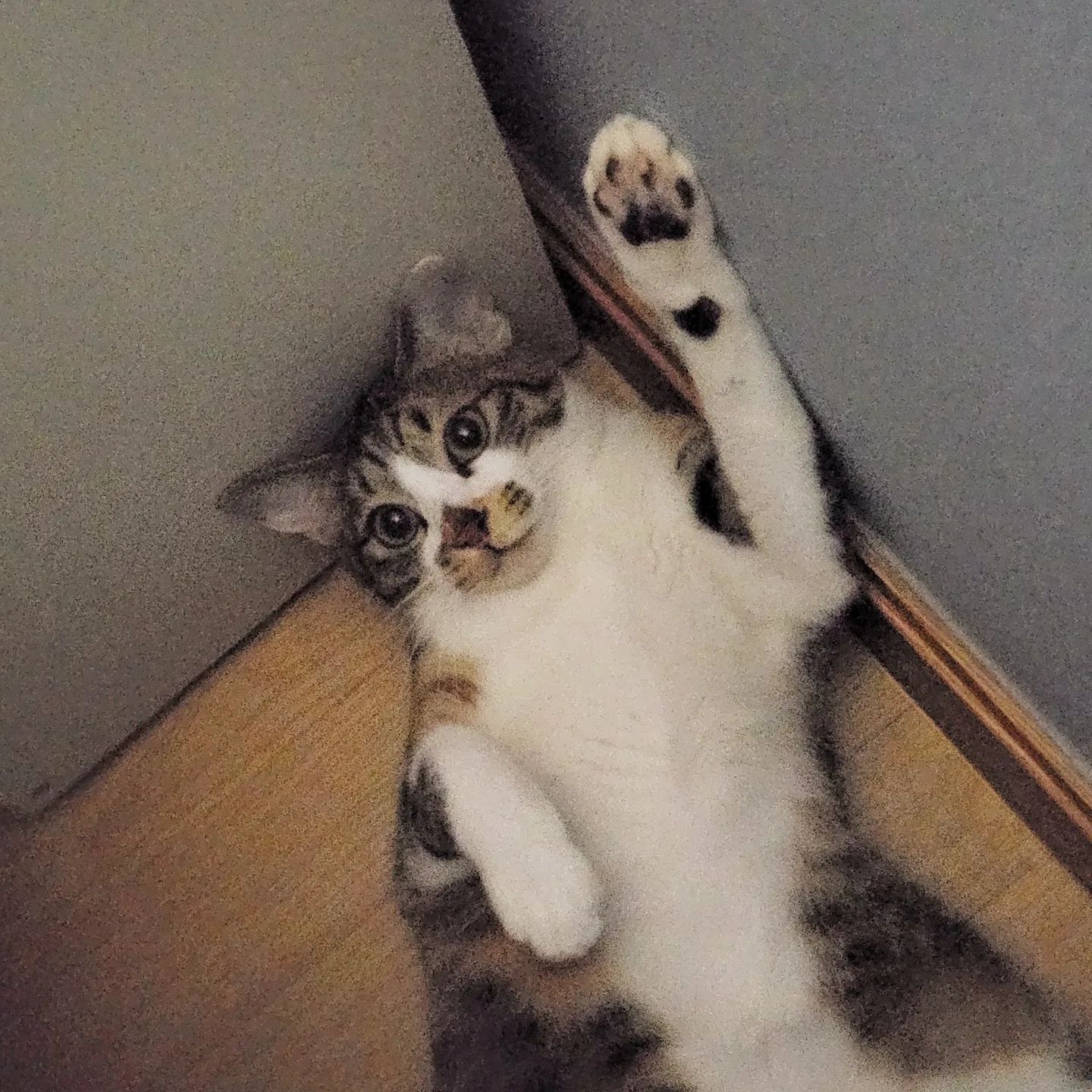 안녕 친구들 오랜만이야👋
집사가 게을러져서 이제야 인스타를 올려주지 모야?! 다시 성실하게 인스타 한다니깐 집쨔!! 지켜보겠어😤