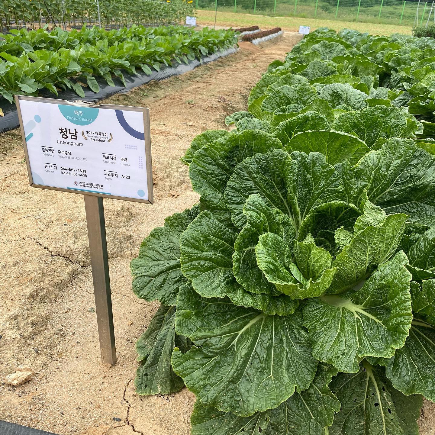 베하! 안녕하세요! #손베리 🍓입니다!
제가 저번 수요일에 수업시간에 현장 견학을 김제에 있는 종자산업진흥센터로 왔답니다! 
다양한 종자와 품종들을 보며 힐링하고 왔네요! 

대통령상 받은 품종들을 보며 나도 품종왕이 되고싶다는 생각을 잠깐?했답니다! 꿈은 클 수록 좋은 거니깐요?!

해바라기도 보고, 코스모스에서 사진도 찍고 왔답니다! 

여러분 ! "2022국제종자박람회"를 곧 한다고 해요! 
*일정:10/13(목)-10/15(토)
*다양한 부대행사 및 경품 이벤트도 있다니 참여하면 좋겠죠?! 
시간만 된다면 저도 방문할 생각이 있습니다! 
모두 종자산업기능센터에서 봬욥 ꯁ 
오늘도 손베리하세욥 🍓🍓