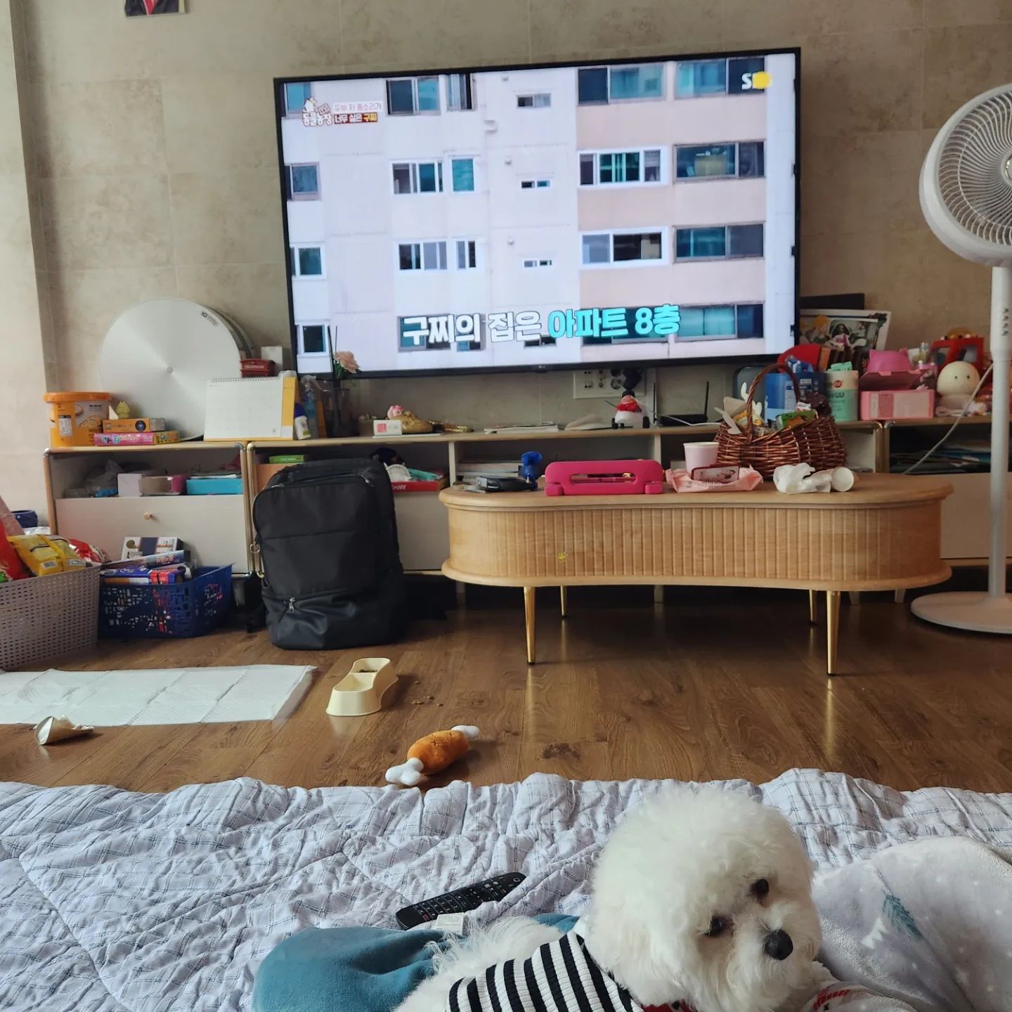 #비숑프리제 벌써 1살이 넘었다. 이젠 동물농장도 본다ㅋㅋ#비숑 오빠네 놀러가서 지아랑 신나게산책 지아가 나더러 길냥이 키우고 구름이 두고가래서 식겁하고 택시타고 바로 집으로 날아옴ㅋㅋㅋ