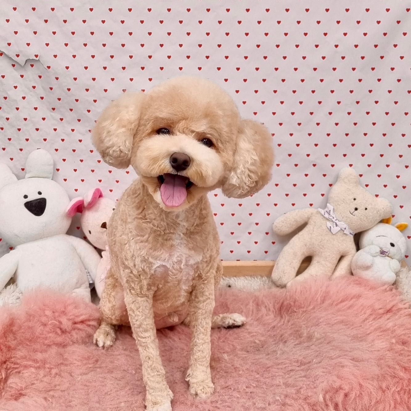 너뮤 귀엽자나아아 🐶