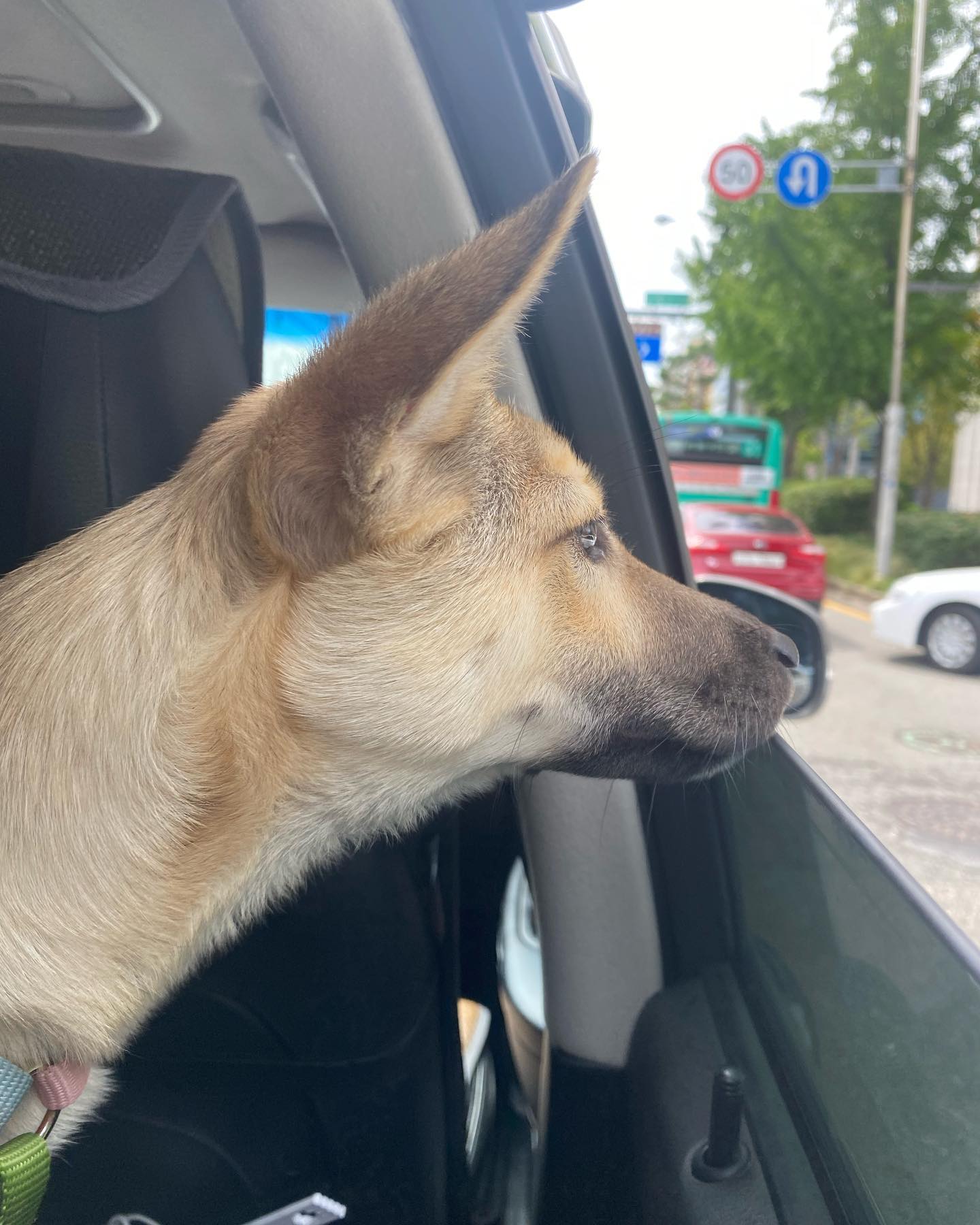 기분 째진다멍🐶 #잘생긴동생#유기견출신#막내동생#마루#바람을느끼며#사랑해#귀염둥이❤️