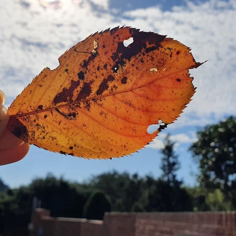가을 🍂 🥮 🍃 🍂 ~~
너 참이뿌다^^