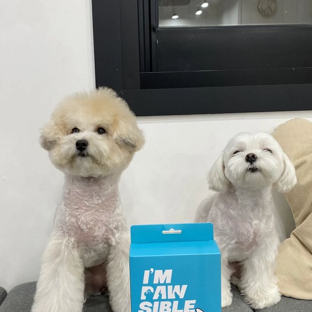 동이뭉치🐶 on Instagram: "#광고#임포시블#임포시블강아지간식#애견수제간식#강아지수제간식#져키#수제간식추천#Impawsible 이번에 좋은기회로 임포시블 오리도가니를 받았어요!! 임포시블 브