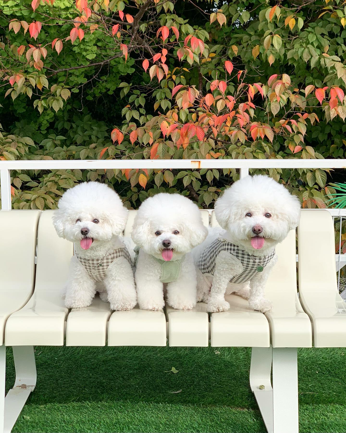 .
오랜만에 월월월 왔는데 단풍이🍂
치즈 애카 오랜만에가서 
짖기대회 1등하고 왔지모야,,?🥹

#그만짖어😭 #귀여움1등 #짖는거도1등 ❤️‍🔥❤️‍🔥