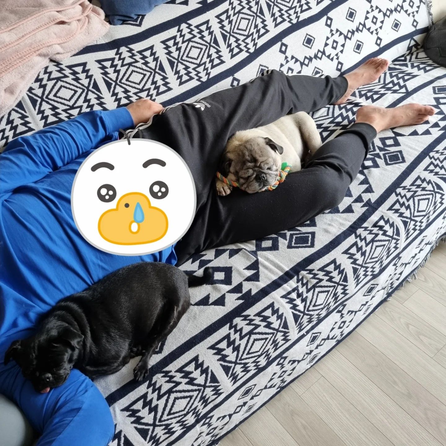 낮잠자는 
아빠. 뭉치, 뭉탱

뭉치는 아빠다리
뭉탱이는 팔베개

셋다 뭐가 피곤한지
코는 드르렁드르렁 💤💤
.
.
.
#뭉치랑뭉탱이 #퍼그라이프 #퍼그램 #퍼그홀릭 #퍼그는사랑입니다💕 #퍼그스타그램 #퍼그사랑 #퍼그가족