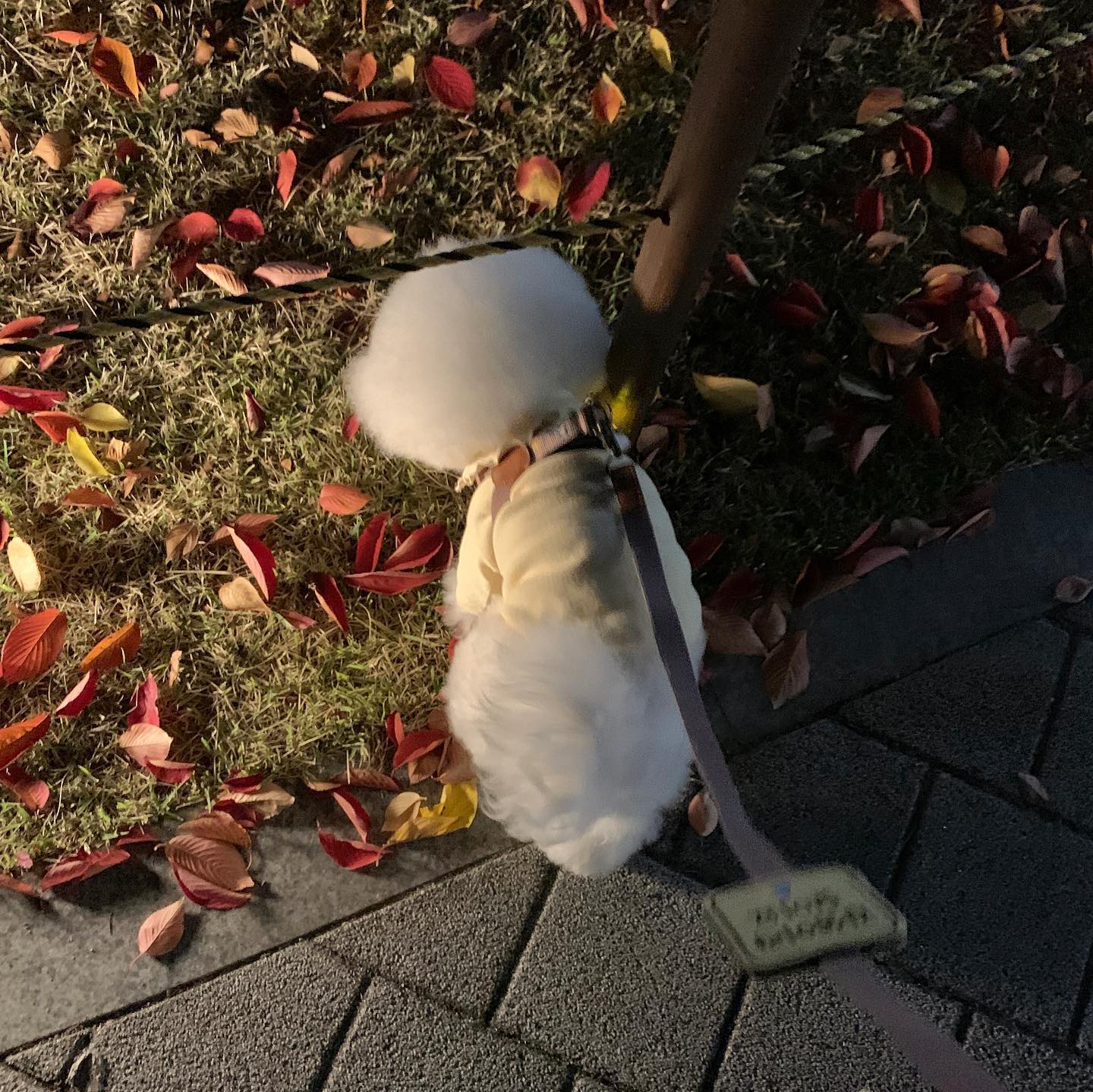 가을 산책은 단풍 보는 맛인데
단풍이고 뭐고 오늘 저녁 산책은 넘 추웠다 ..🌬️🍂