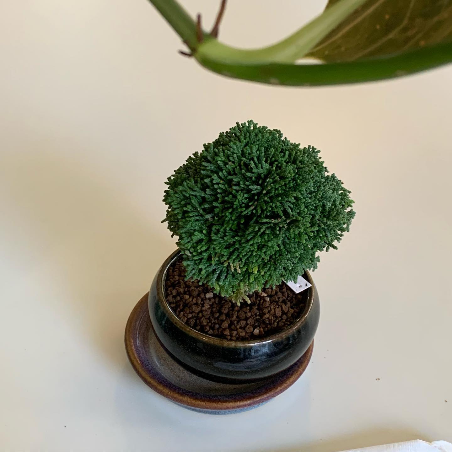 🥦