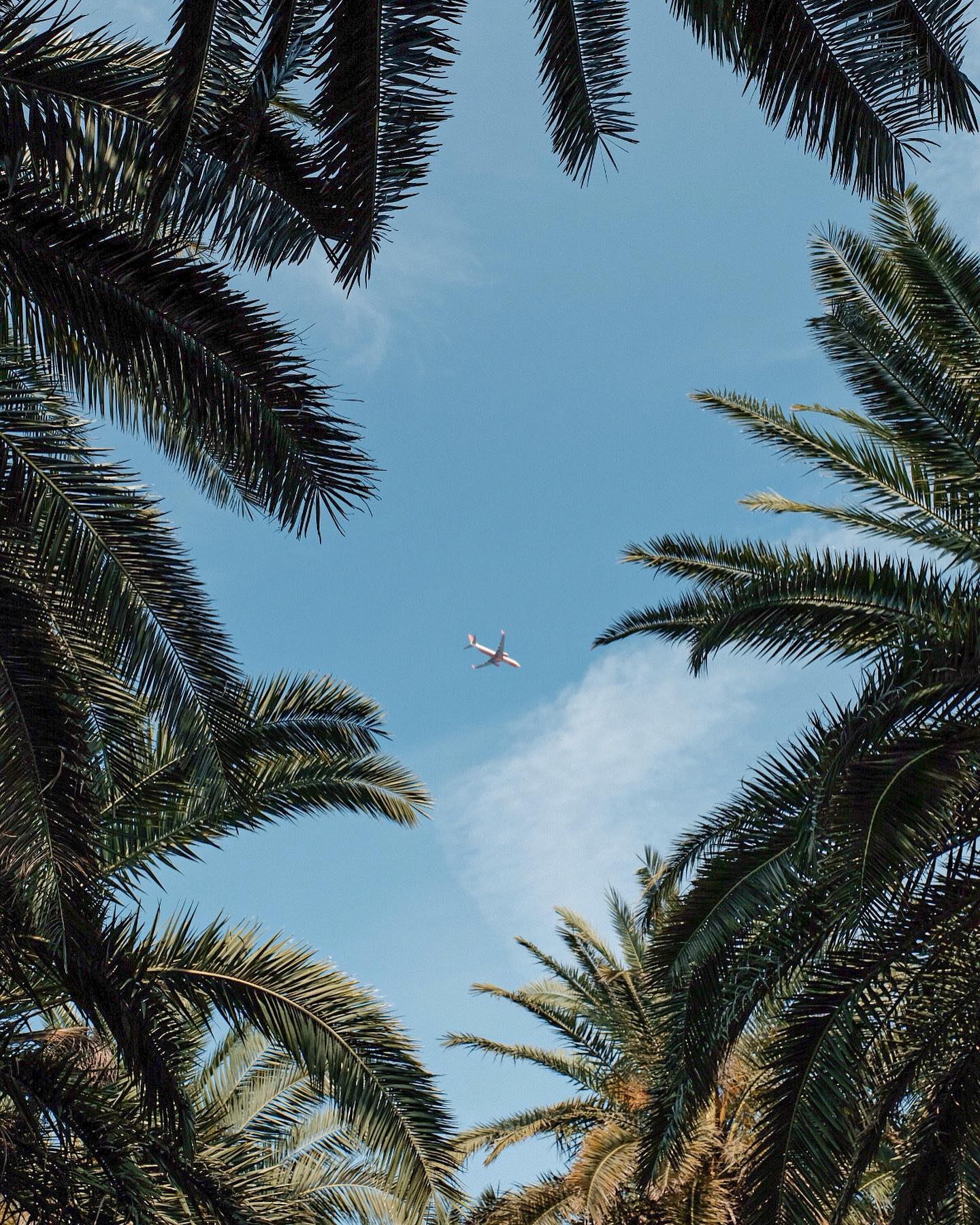 야자수 사이로 지나가는 비행기를 볼 수 있는 곳🌴

큰 규모가 아니라서 막상 가면 살짝 실망할 수도 있어요😅
어디서 찍어야 이쁠까 고민 많이 했다눈...!

💵 입장료 5000원(성인 기준)
📍 상가리야자숲