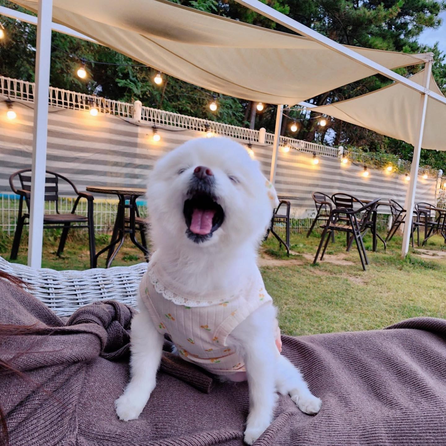 요지의 표정은 어디까지인가..😼