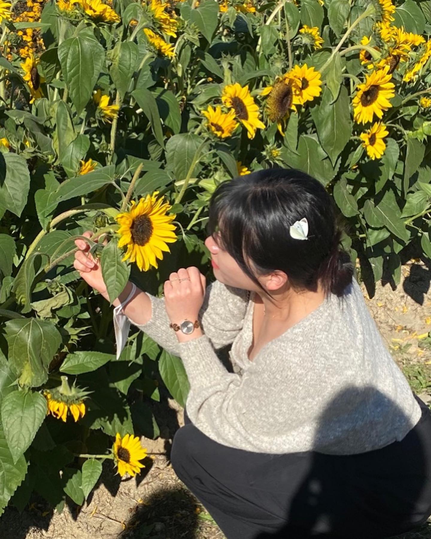 나비가 꽃인줄 알고 앉았나봄 ㅋ