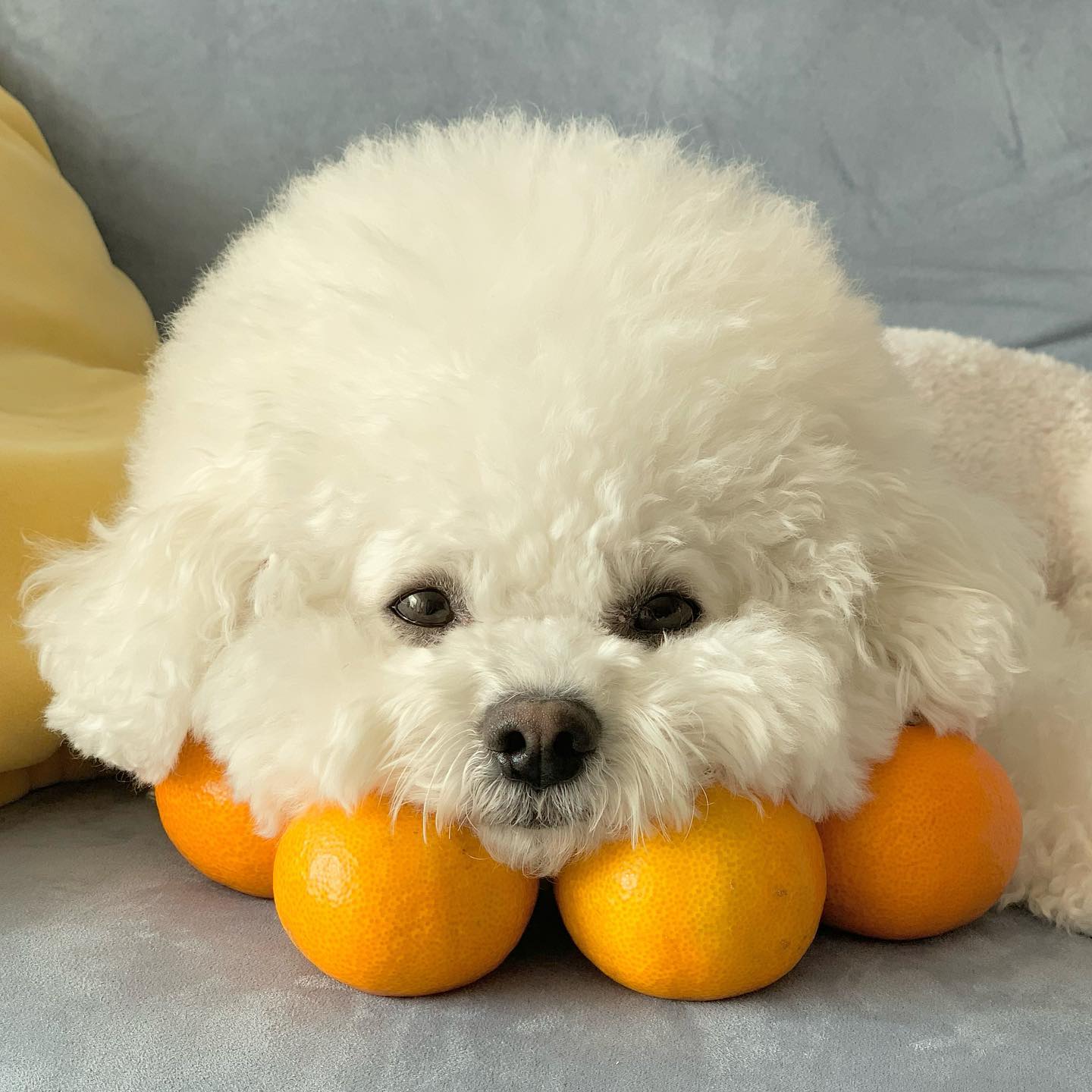 🍊🍊🍊🍊
귤 한박스 주문하고
귤이 넘쳐서 귤개됐개🐶🍊