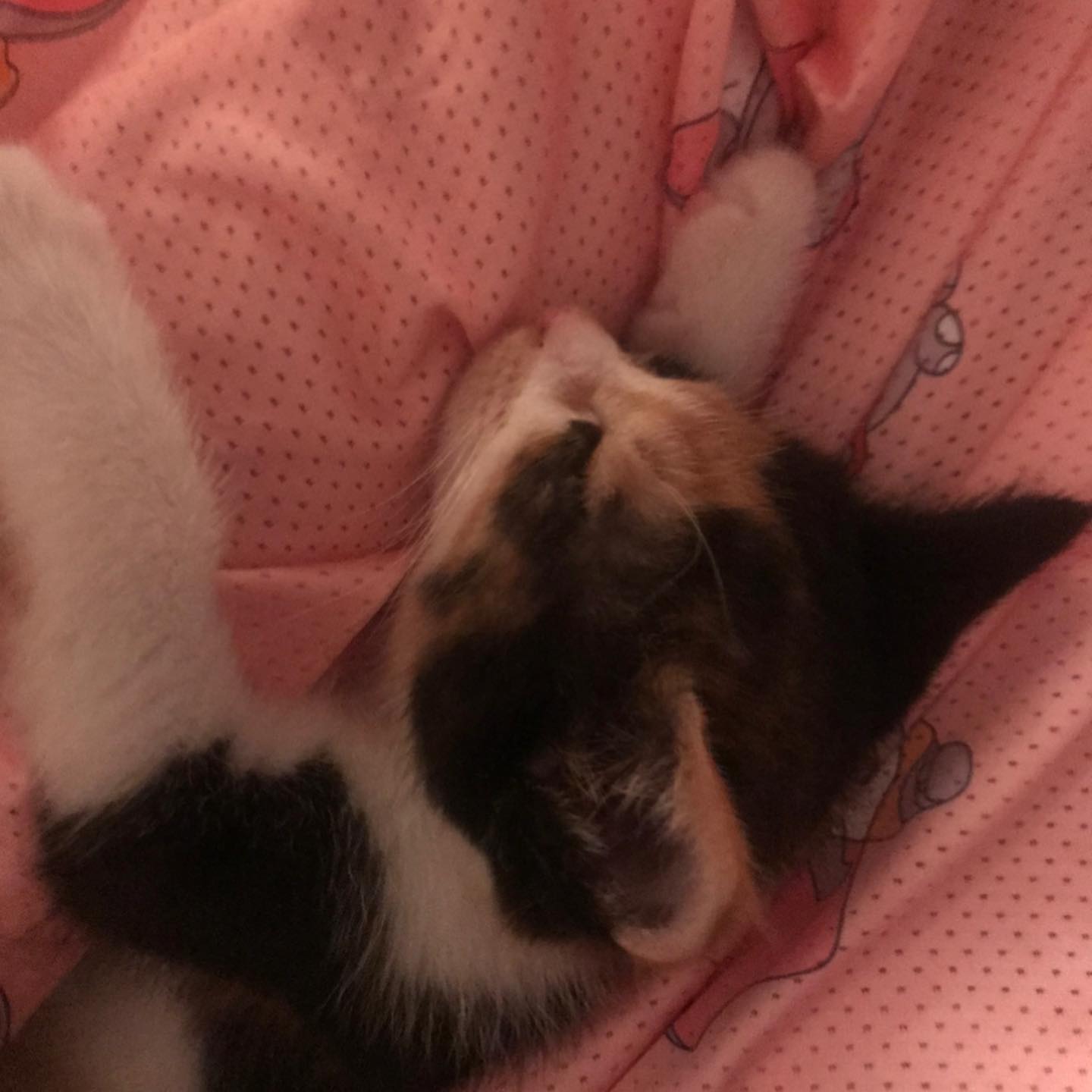 무릎냥 쪼꼬맹이가 어느새 커서 으르렁 거림😼

#제리 #고양이 #무릎냥 #야옹 #cat