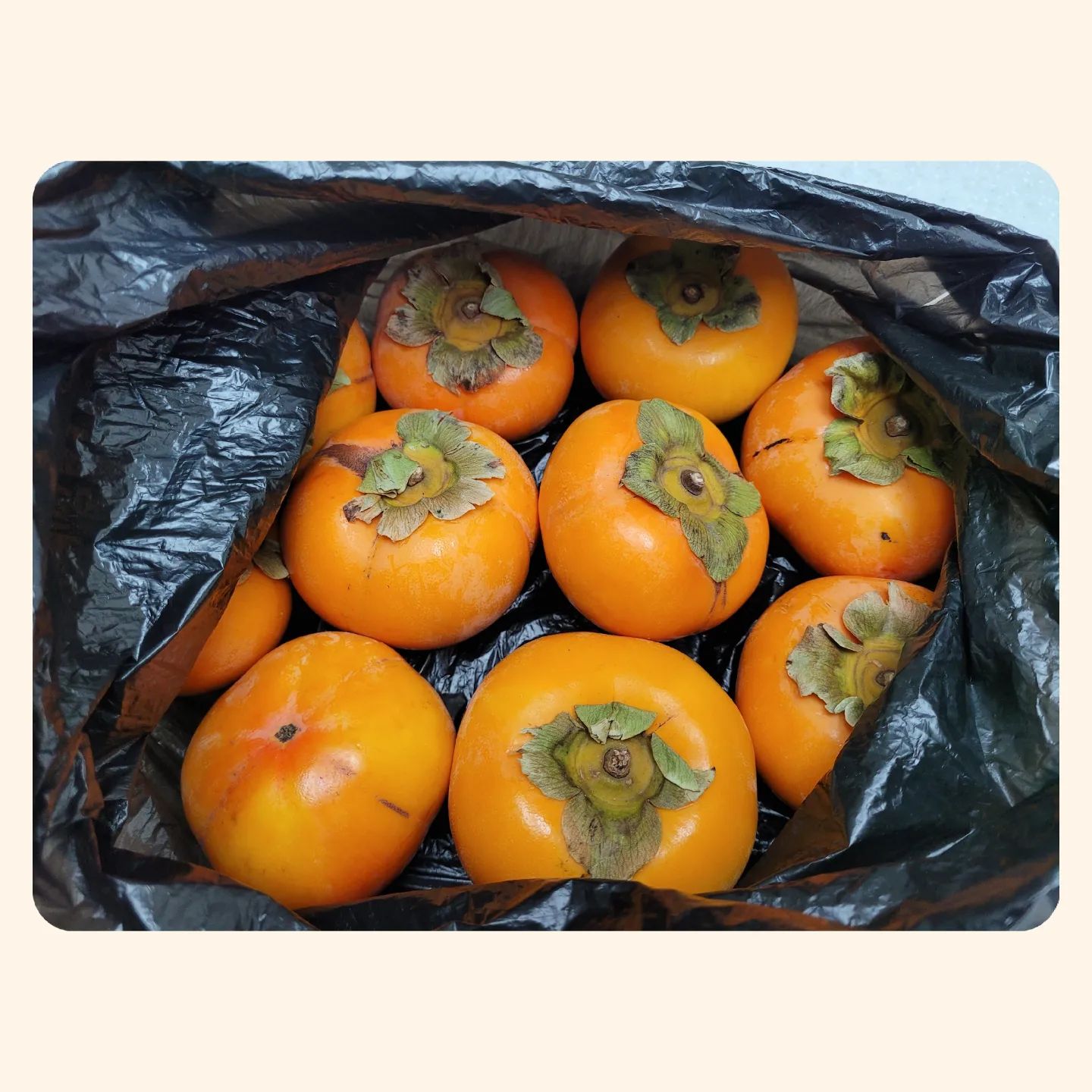 용인 출장중 깜짝선물^^
환자분이 감사하다며
직접 키운 단감을 챙겨오셨어요
감사합니다.^^