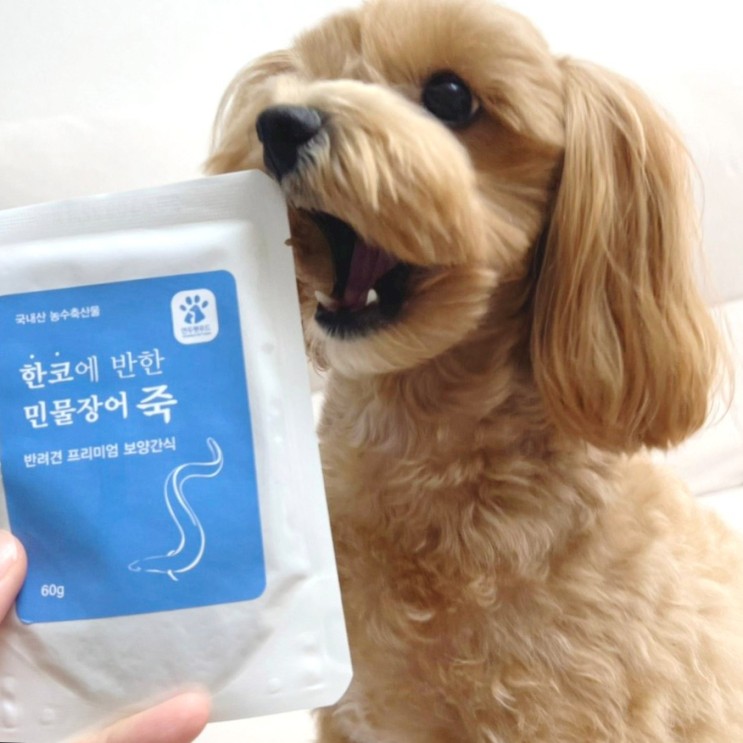 노견 영양식으로 좋은 한코에반한 강아지죽
