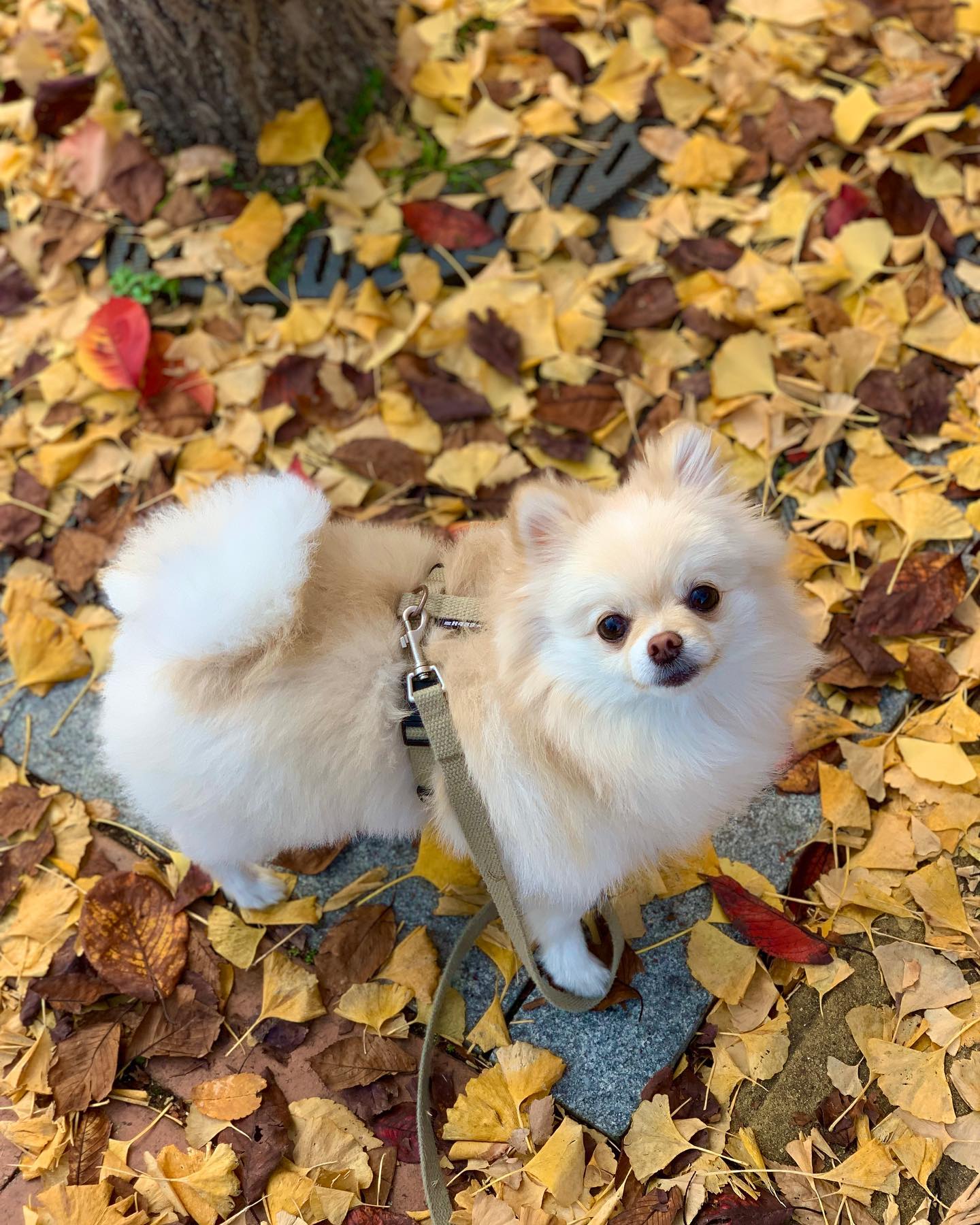 흔들리는 낙엽 속에서 너의 꼬순내가 느껴진거야🍁 낙엽 환장하는 보리>.< 같이 낙엽놀이 할 칭구~?🍂