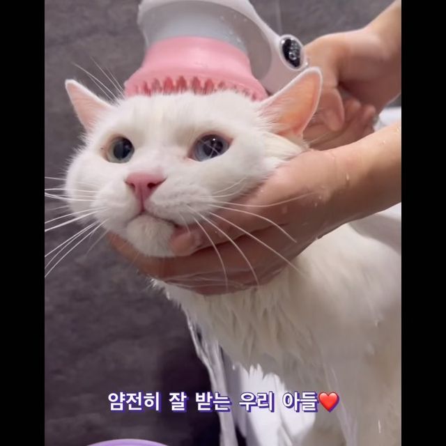 𝐇𝐚 𝐉𝐞𝐨𝐧𝐠 𝐘𝐮 하정 on Instagram: "🤍닥터워터 펫필터샤워헤드세트 🤍 #ad 원터치 어댑터로 끼웠다 빼기가 편하고 마사지 손잡이로 죽은 털도 쉽게 빠지고 아이도 시원해