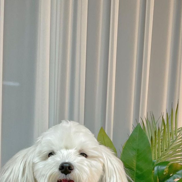 허니와레몬 (강아지핀맛집) on Instagram: "#광고 
칭구들아 잘 지내니~? 허니가 오늘은 푸치마켓의 이지티슈 써보고 소개시켜주려고 나와쓰~😉 이건 모 박스포장 부터 친환경 느낌 팡팡나드라? 종이테이프에 종이 포장지야 👍 이런 작은것만 봐도 환경에 얼마나 신경쓰는 회사인지 알겠드라구~ 😊 허니는 귀가 크고 덮여있어서 귀를 항상 청결히 해줘야 하는데 늘 사람물티슈나 손수건 적셔서 닦아주곤 했거든? 근데 이지티슈로 닦아내니깐 편하고 좋드라~ 댕냥이들은 사람들보다 피부가 얇고 중성피부라 사람꺼 물티슈 쓰면 습진이나 갈라짐이 생기기쉽대 ㅠㅠ 울엄마는 그런거 모르고 여태까지 글케 사람꺼로 닦아댔다고 무식한게 죄래🥲🥲 귀만 닦는게 아녀~ 반려동물 전용티슈니까 눈물도 닦고 발다닥도 닦고~ 응가하고 똥꼬도 닦고 바로 변기에 넣어도 쏴아~~ 잘 내려간다? 쓱~뽑아서 싹~닦고 쏙~버리면 끄읕! 자연생분해 재료로 미세플라스틱 노노 제로제로👍 향기는 또 을마나 좋은지… 울엄마 코풀때 은근 한장씩 가져가드라~ 나도 노인네 어금니 애끼듯 애껴써야 할 판인데 뭔짓이라니…😳 라벤더오일을 써서 향기가 좋은거래~❤️ (사장님 다음엔 울엄마 못쓰게 엄마 시러하는 방구향 부탁드려요) 큰통에 들은건 집에서 쓸거고 외출할때는 포켓용 한장씩 포장된거 들고나갈꼬야~ ~ 이렇게 사용하기도 편하니 왜 이름이 이지티슈인지 알게따🤭 너네도 사달라고 해~ 피부좋아지면 다 내덕이다? 깔깔깔

#푸치마켓 #이지티슈 #반려동물소독티슈 #강아지티슈 #고양이티슈 #강아지산책티슈 #강아지청결티슈"