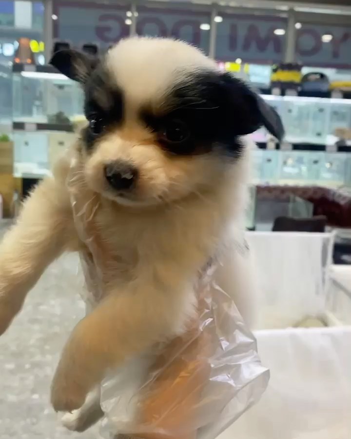 #빠삐용 🐾