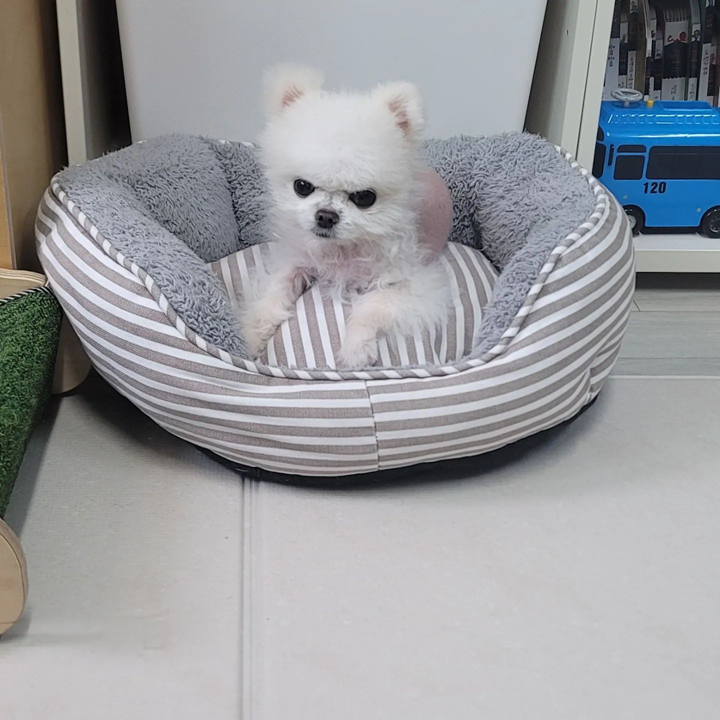 (광고)퍼핑 서포터즈로 활동하면서 3개월차 사용하는 펫매트
다리 수술후 매트가 필수인 솝이에게
안정적으로 걸을 수 있는
미끄럼 방지 기능은 선택이 아닌 필수였어요.
퍼핑 펫매트는 접이식도 되서 간편하게 청소가 가능하고 양면 방수 기능도 쉬야 실수를 간혹 하는 댕댕이 집에선 너무 좋았어요.
3개월차 사용기 만족입니다.
#퍼핑 #펫밀리 #퍼핑서포터즈 #강아지매트 #펫매트 #애견매트 #미끄럼방지매트