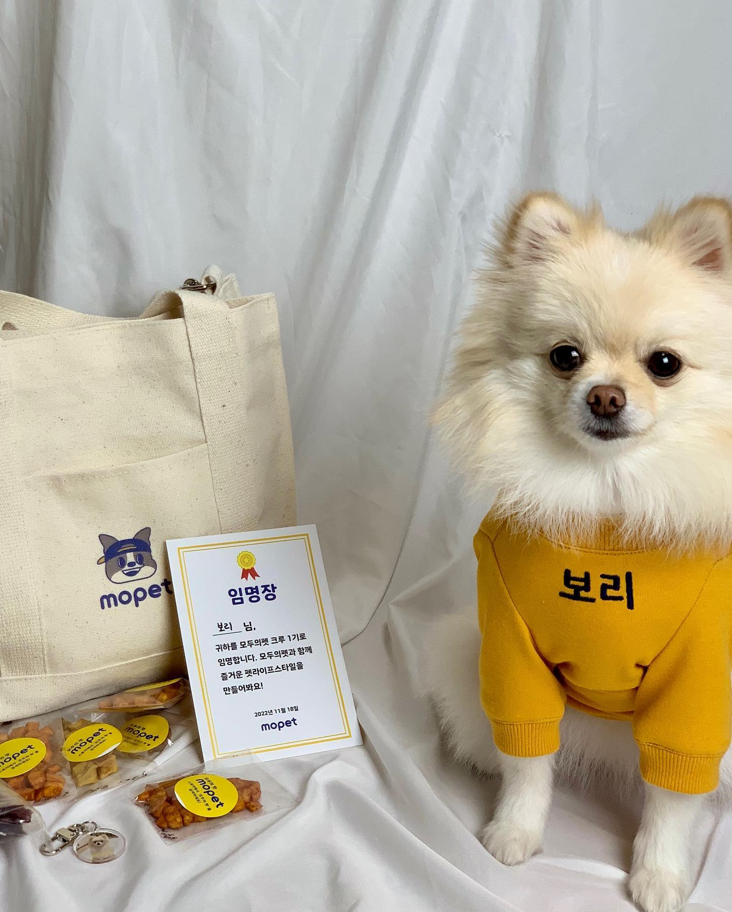 모펫 1기 보리 등장🤍
모두의 펫은 동네에서 칭구들도 만나고 산책할 수 있는 앱이랍니다🐶
1기인 만큼 더 열심히 활동하는 보리가 될게요☺️ 산책가방부터 옷까지 아주 귀여움 그 잡채..! 보리가 또 노랑 잘 어울리는데 아주 좋아요👍
즐겁게 즐기면서 모두의 펫 함께 해봐요! 동네 친구들도 만나면서 핵인싸 댕댕이 등극하자💛