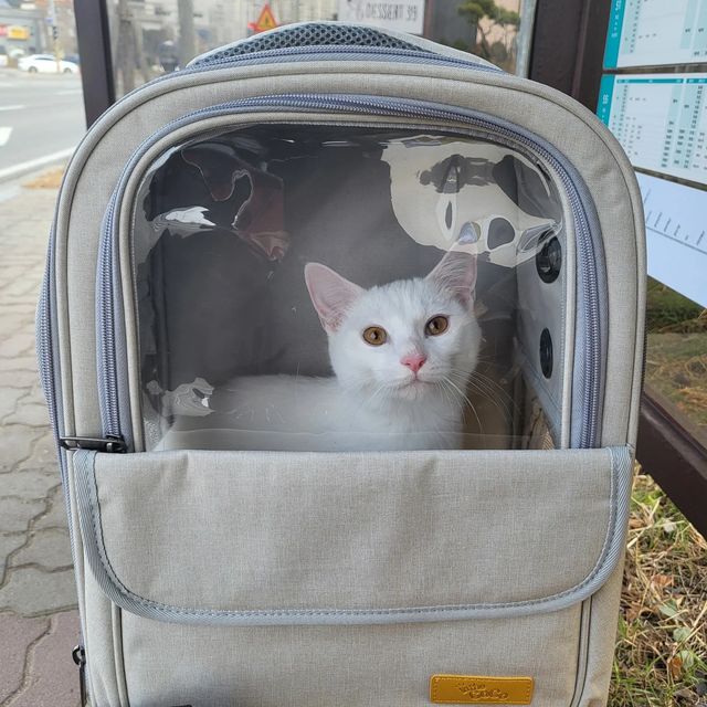 정스타그램(이정원) on Instagram: "#광고 . 튼튼하고 깔끔한 디자인을 가진 인더코코 고양이 이동장 ❣️ 집에 배송 되자마자 애들한테 가방 줬더니 바로 숑 들어가서 냄시 킁킁 맡는 기요미들