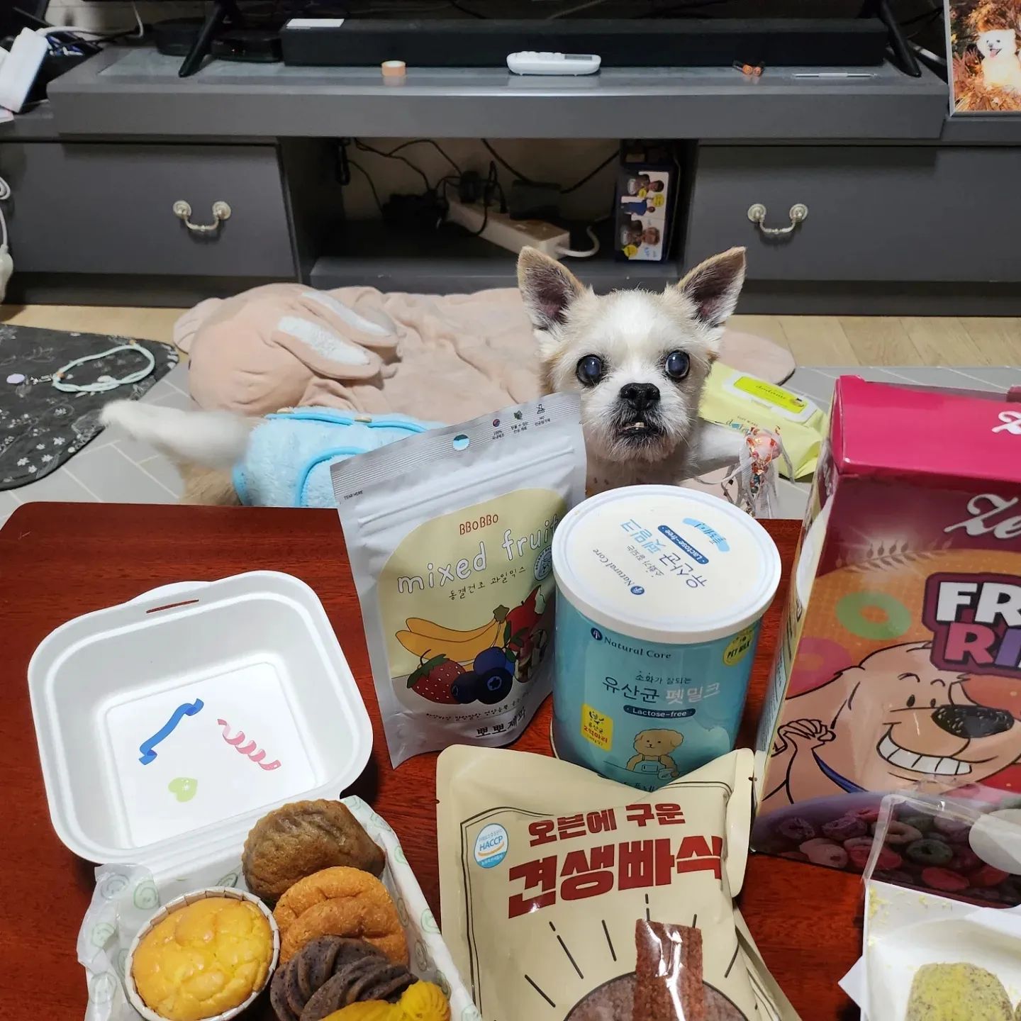 이게 진짜 말로만 듣던 개판이지!
우당탕탕 생일파티였지만 말구 생일축하하고 내년에도 꼭 생파하자!
나이가 19살, 13살인만큼 자는모습에 혹시나 하는 마음도 들지만 그때마다 화들짝놀래서 째려보는 너희를보면 무섭다^^..
얘들아 사랑하구 누나옆에 오래오래 있어줘❤
건강하게 자라줘서 고마워 우리 똥꼬들 ㅜㅜ

#dogstagram #댕댕이 #pet #멍스타그램  #멍스타 #멍스타그램🐶 #멍멍이 #멍팔 #도그스타그램 #독스타그램 #강아지 #강아지일상 #강아지그램 #강아지그램🐶 #강아지그램🐾 #강아지그램🐶🐾 #멍멍이그램 #멍멍이 #멍멍 #말똥이랑구름이