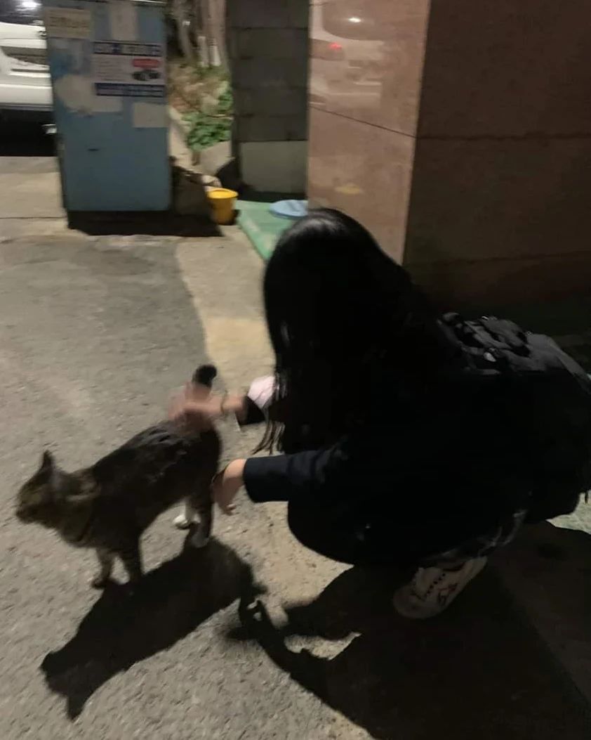 우리집에 고양이 보러갈래?