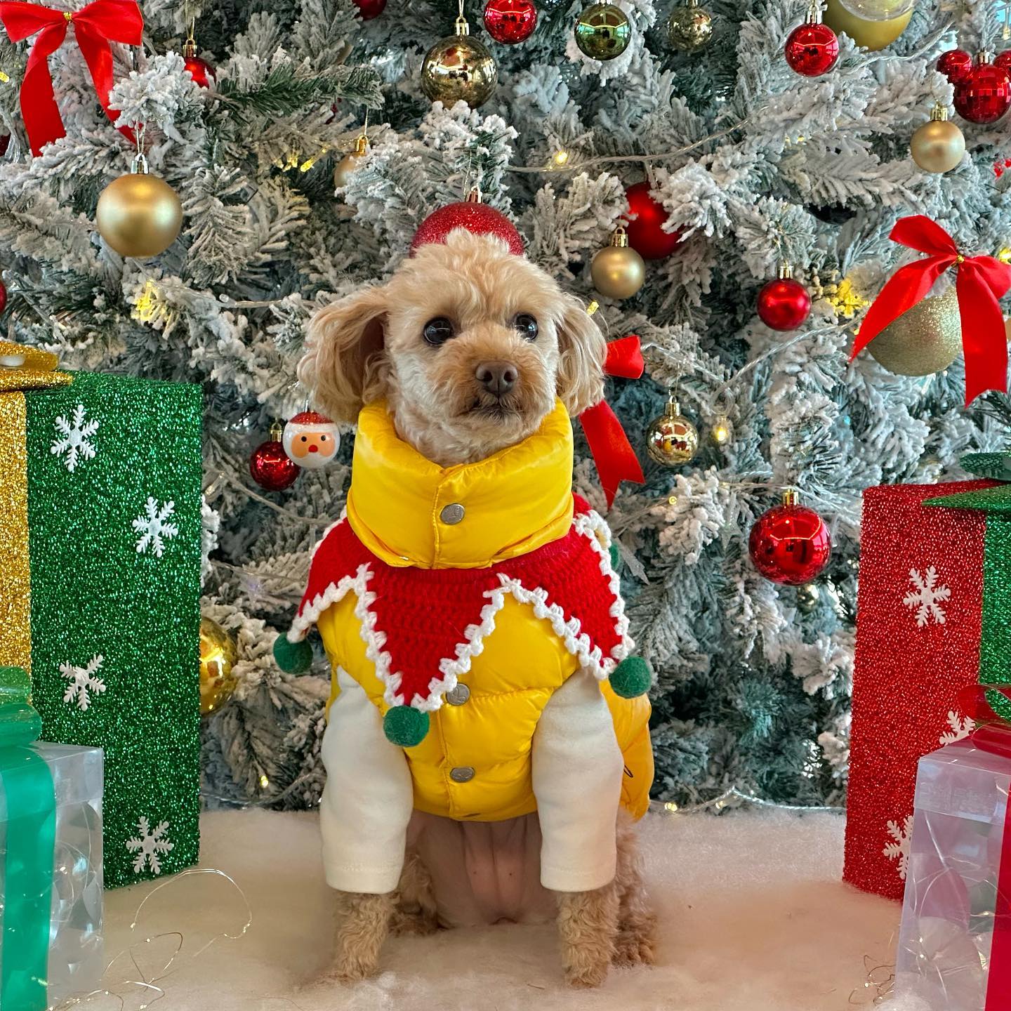 오늘 초산타🎄
1 춘식이 목걸이(?) 뺏어서 찍어벌이기
2 그냥 신난 애
3 뭐있나
4 머어얼찍 -