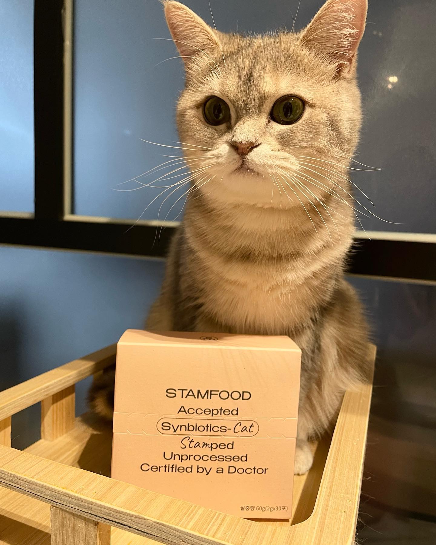 #협찬 #제품제공
자세한 제품은🐽 stamfood_official 
프로필링크 홈페이지에서 확인✌🏻

 _𝙨𝙩𝙖𝙢𝙛𝙤𝙤𝙙 *스탬푸드 고양이 유산균* 체험 

✅ 금복이와 금쪽이가 3일+ 📆 진행중인 
( 스탬푸드 유산균 )핑크핑크 너무 예뻐! 
뭔가 변도 예쁘게나올거같쟈나!!!!ㅋㅋㅋㅋ 일주일 넘었을때
다시 리뷰할 예정이에요 💛

- 금복이는 아직 이렇다 할건 안보이지만, 
금쪽이는 오호? ੦ܫ੦ 하는 반응을 보여주고 있어서 
꾸준히 급여중이에요 ! 

✅ 평소에 (유산균+엘라이신+피모영양제) 
섞어서 주고 있었고, (유산균) 종류 정말 많이 바꿔도 봤는데, 
먹던것만 먹게 되더라구요~ 그중에는 변냄새를 
못잡은게 있긴한데, 신기하게 3일 넘어가는 중에 
청소하는데, 으응 ? 맞아? 하는 의문과 ㅋㅋㅋ 
냄새가 줄어듬이 확실히 있었어요! 

📌 중요한건 (남금복) 께서는 본인이 원치않는 
어떤 무언가가 쌀알 만큼이라도 섞이면 다리를 
탈탈 털며 드시질 않습니다. 바로는 절.대 안먹고
천천히 시간을 두고 드시는 스타일이기도 하고
극도의 예민성을 가지신분인데, 
다른 가루 안섞고 그냥 섞어줘도 먹잖아!!!!! 

✅ (참치+치즈 분말)  로 기호성을 높였다고해요, 
그래서 냄새가 일반 무취 유산균하고는 좀 달라요 ! 
다른 집사님들도 그렇겠지만, 처음에 맡았을때는 
(아... 이거 냄새때문에 안먹을거같은데....큰일이다..) 했던..
나의 착각 봉지 다씹어드심.

✅ _𝙨𝙩𝙖𝙢𝙛𝙤𝙤𝙙 *스탬푸드 고양이 유산균*

- 식약처 정식 인증 균주 19종 배합한 고품질

- 특허받은 SP 코팅으로 장까지 안전하게 ! 
 
- 참치&치즈로 높인 최고의 기호성 ! 

- 프로바이오틱스가 함유된 (신바이오틱스) 

 - 고양이 필수 영양보충에 필요한 엄선된 6가지 부원료 첨가 ! 

📌 유산균 잘 안먹어서 고민인 집사님들, 
츄르에 섞어주고 다른 가루와 혼합해서 급여하던 
집사님들 좋아하실거같아요! 
.
.
.
.
.
.
.
#스탬푸드 #stamfood #고양이유산균 #고양이장유산균 #고양이장건강 #반려동물유산균 #반려동물영양제 #헤어볼