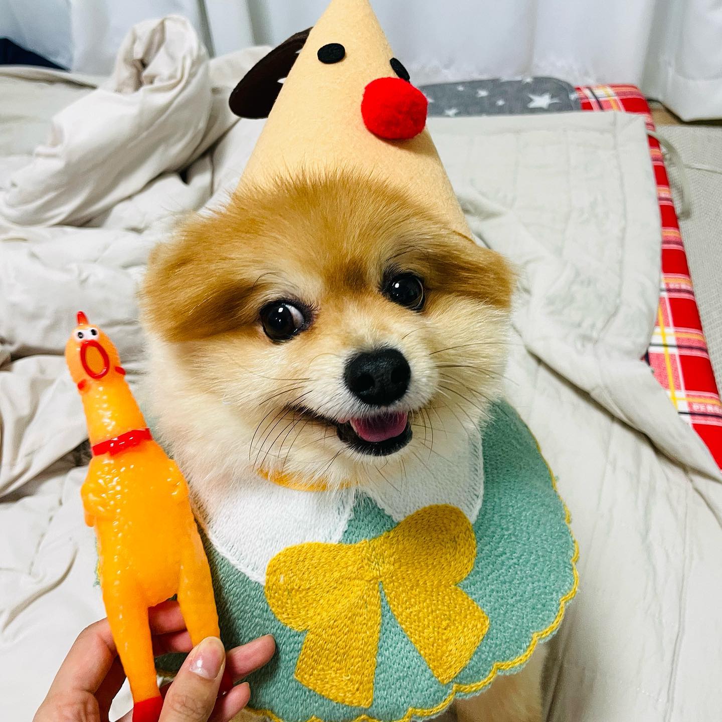 꼬미 삑삑이 최애장난감😆
표정 조아조아333
#메리크리스마스 🎄